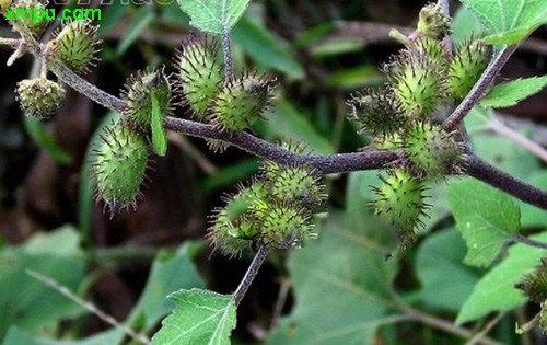 苍耳图片及苍耳种类