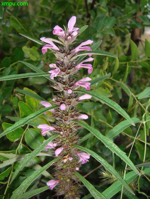 益母草图片及益母草种类