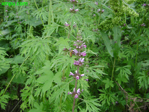 益母草