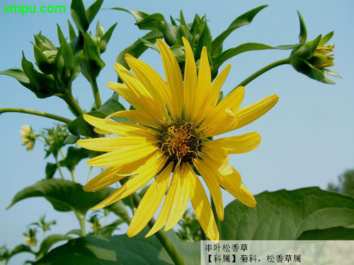串叶松香草