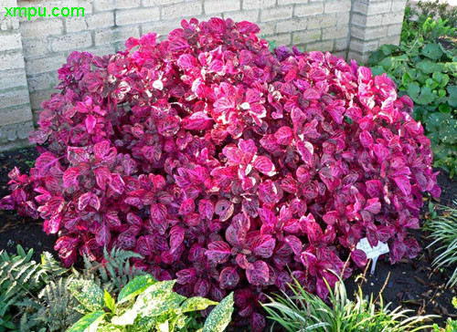 血苋图片及血苋种类