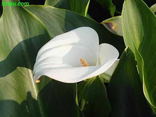 海芋