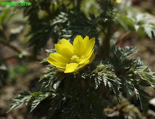 侧金盏花