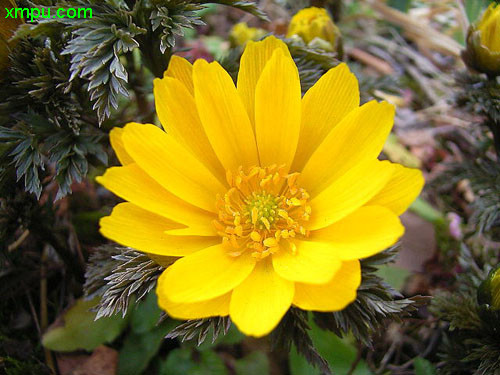 侧金盏花