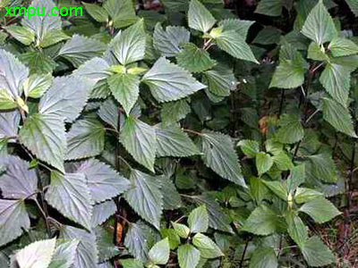 紫茎泽兰