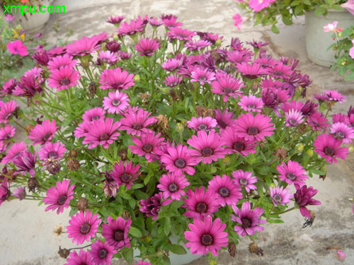 蓝目菊