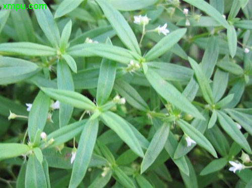 纤花耳草图片及纤花耳草种类