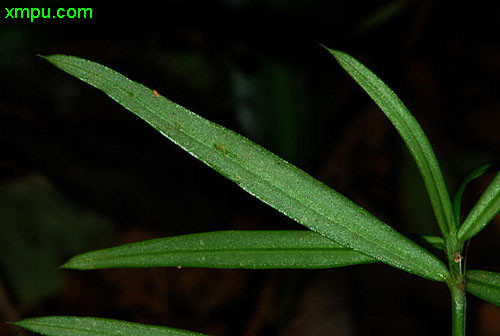 纤花耳草图片及纤花耳草种类