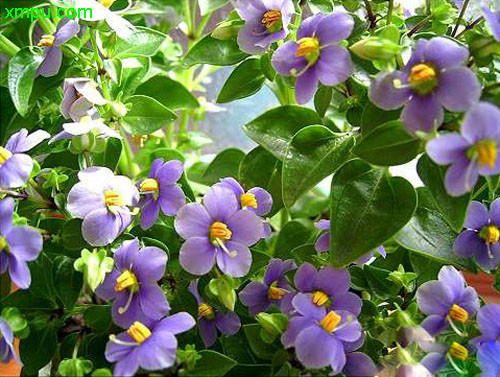 紫芳草