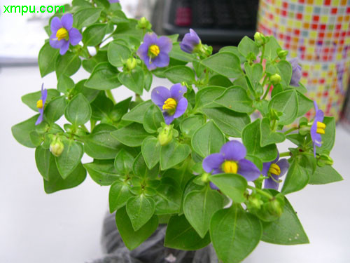 紫芳草