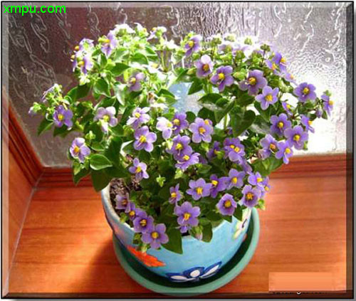 紫芳草