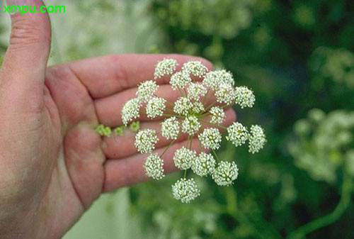 水毒芹