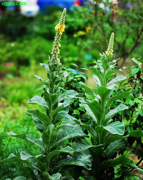 毛蕊花