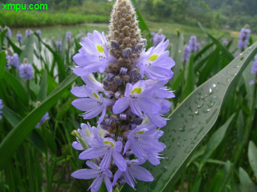 雨久花
