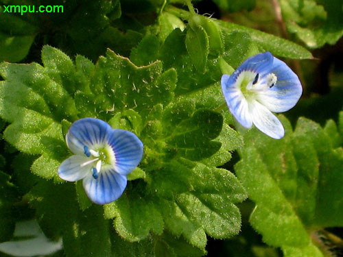 【花卉名称】婆婆纳【别名】狗卵草,双珠草,双铜锤,双肾草,卵子草,石