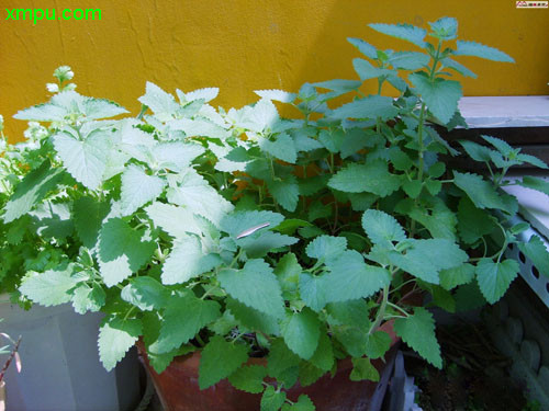 猫草图片_猫草种植_猫草种类-动植物