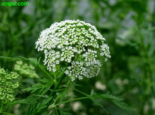 蛇床花 