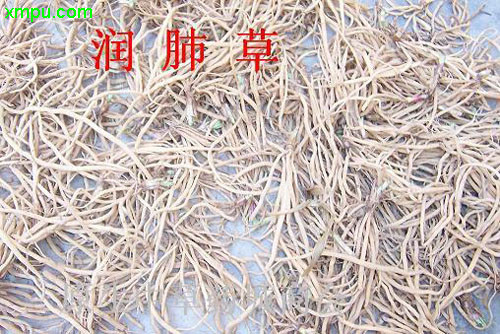 润肺草