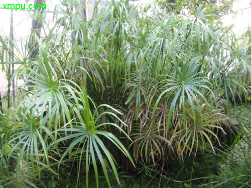 轮伞莎草
