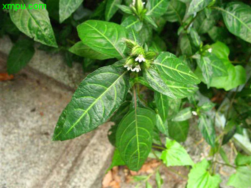 鳞花草