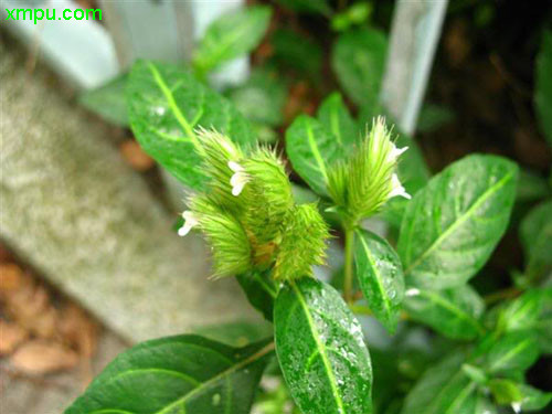 鳞花草图片及鳞花草种类