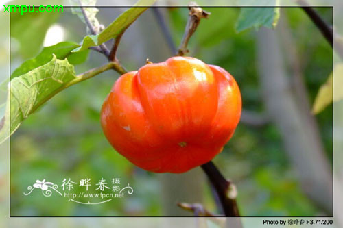 旋花茄