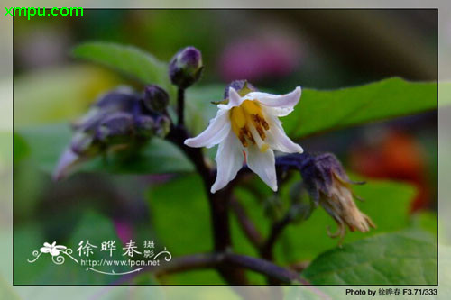 旋花茄
