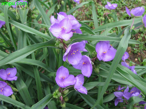 紫露草图片及紫露草种类