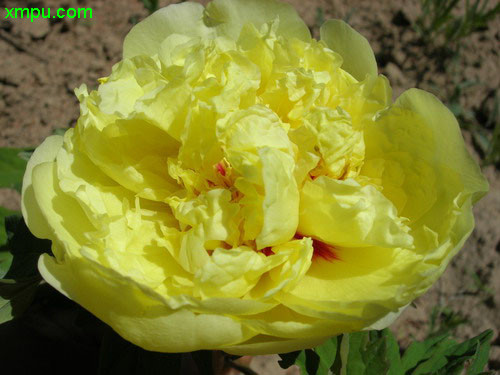 黄牡丹图片及黄牡丹种类