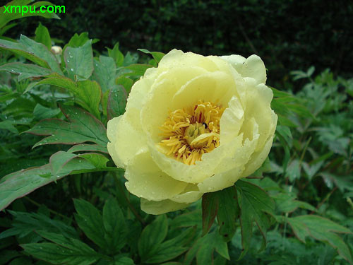 黄牡丹图片及黄牡丹种类