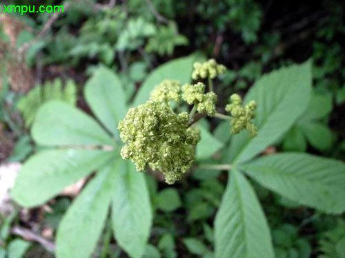 鬼灯檠