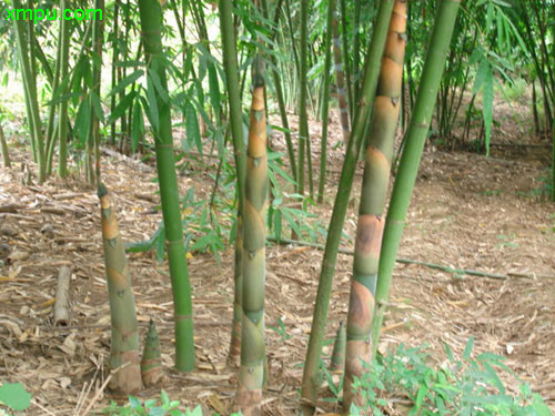 植物名称:麻竹拉丁名:dendrocalamus latiflorus munro