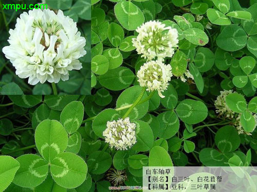 白车轴草