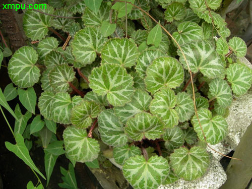 虎耳草