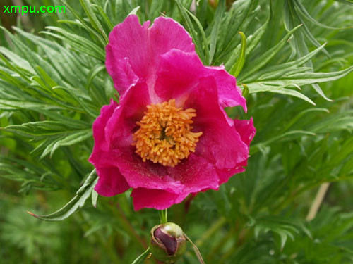 川赤芍圖片及川赤芍種類