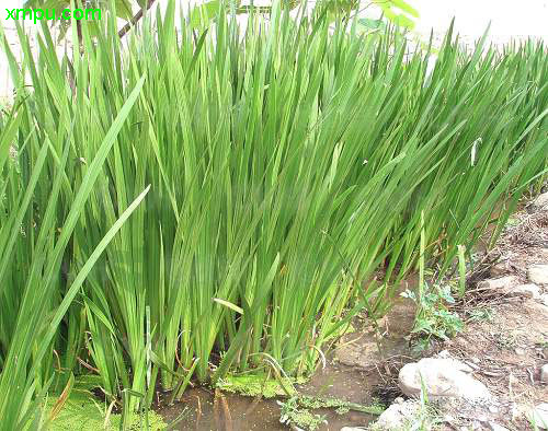 菖蒲图片 菖蒲种植 菖蒲种类 动植物网