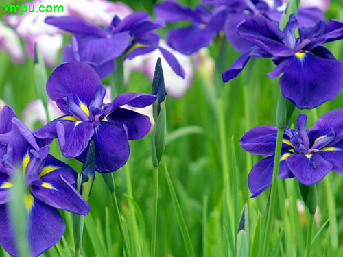 燕子花