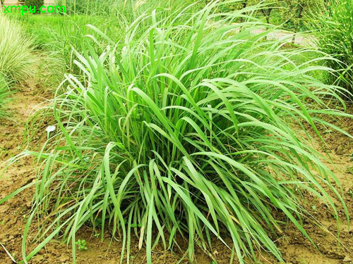 香茅图片及香茅种类