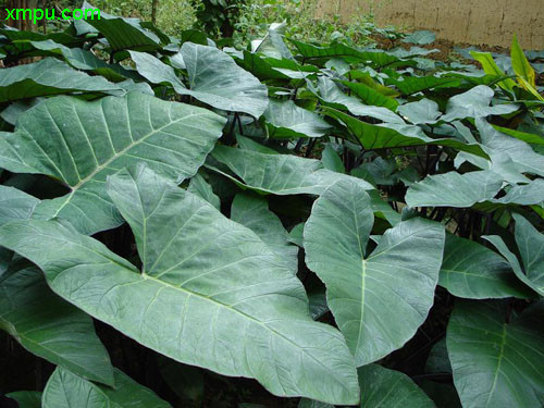 植物名称:紫芋学名:colocasia tonoimo nakai别名:水
