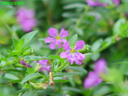 萼距花圖片及萼距花種類