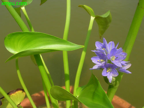 鸭舌草