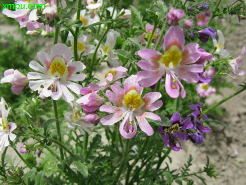 蛾蝶花