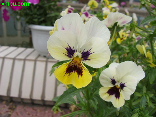 蛾蝶花