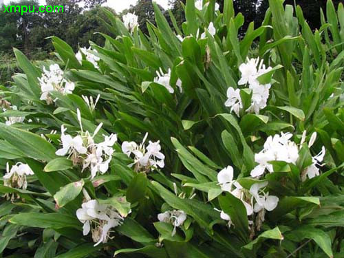 花卉大全 > 姜花图片及姜花种类  【花卉名称】:姜花    【别名】