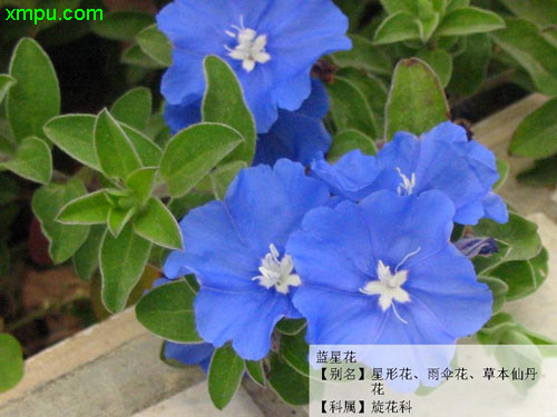 蓝星花图片 蓝星花种植 蓝星花种类 动植物网