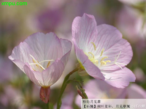 月见草