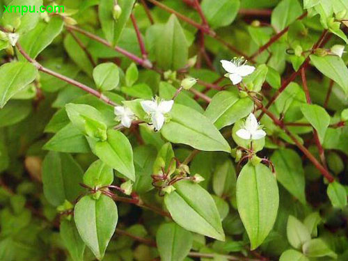 白花紫露草