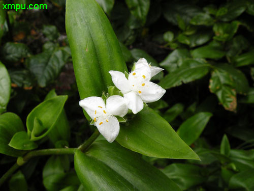 白花紫露草