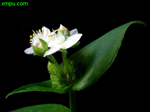 白花紫露草
