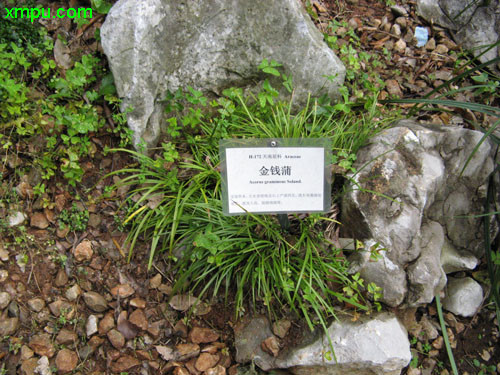 石菖蒲